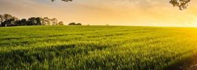 champ agriculture