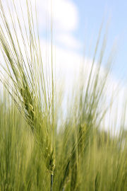 Reconnaissance de calamité agricole