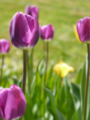 Assurance RCP et protection de l'environnement