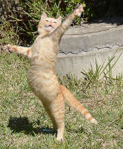 chat-debout-danse