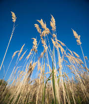 Sécheresse : Quelle solution d'assurance ?