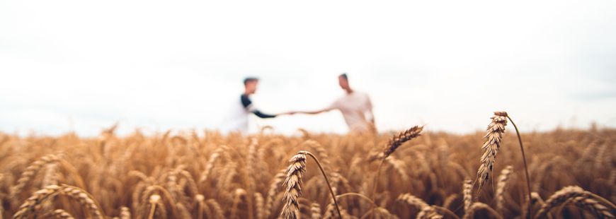 champ-ble-agriculture