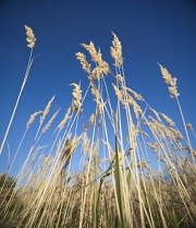 L'assurance récolte, c'est quoi ?