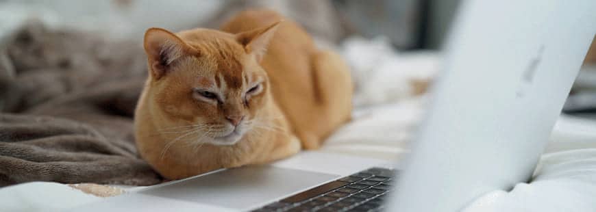 chat-teletravail-ordinateur