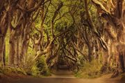dark-hedges-games-of-thrones