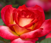 Le fleuriste a-t-il besoin d'une assurance professionnelle ?