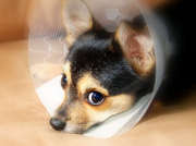 chien-collerette-yeux