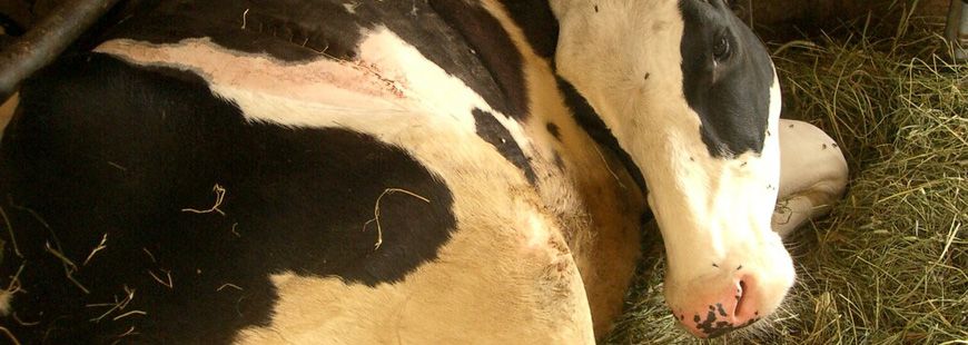 vache-malade