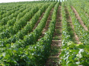 Assurance multirisque professionnelle : découvrez l'offre EASYACE Wine